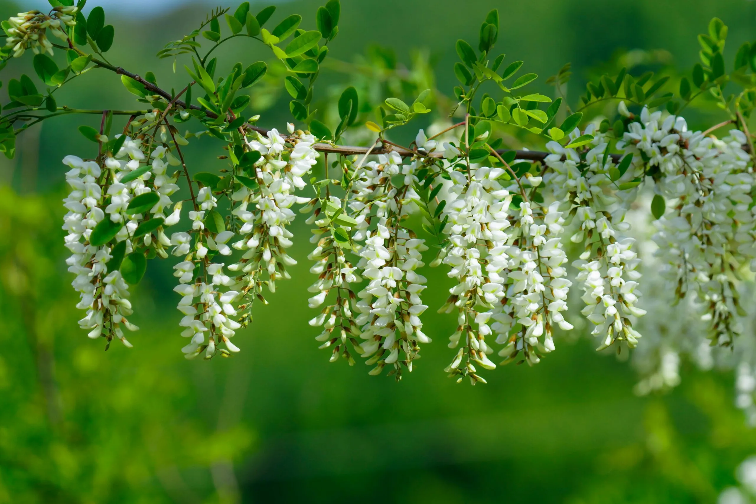 White Acacia blossoms on Robinia pseudoacacia tree in full bloom, Transylvanian forest