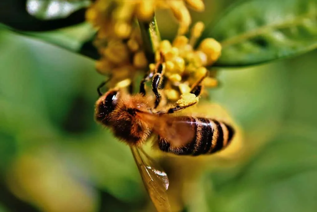 Bee on a flower