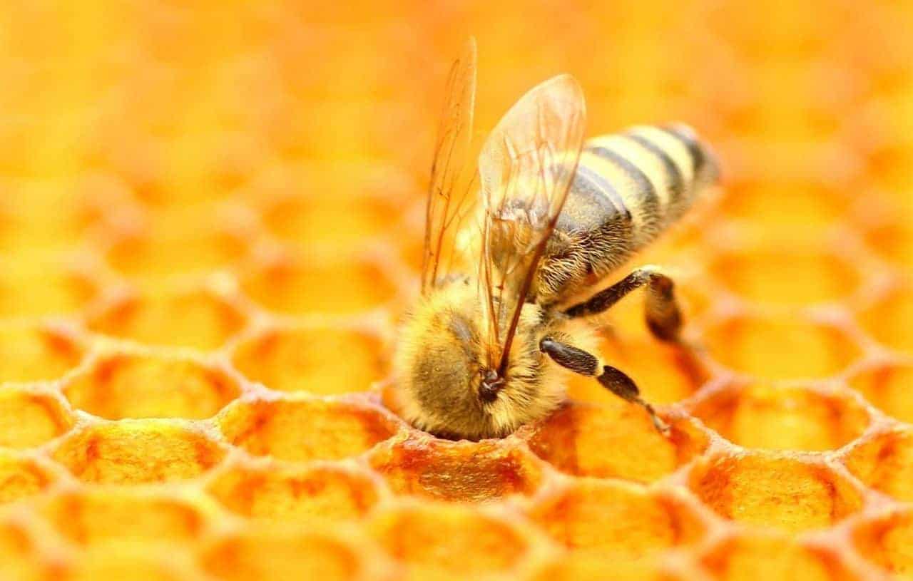 Why Are Bee Populations Declining Honeybee And Co