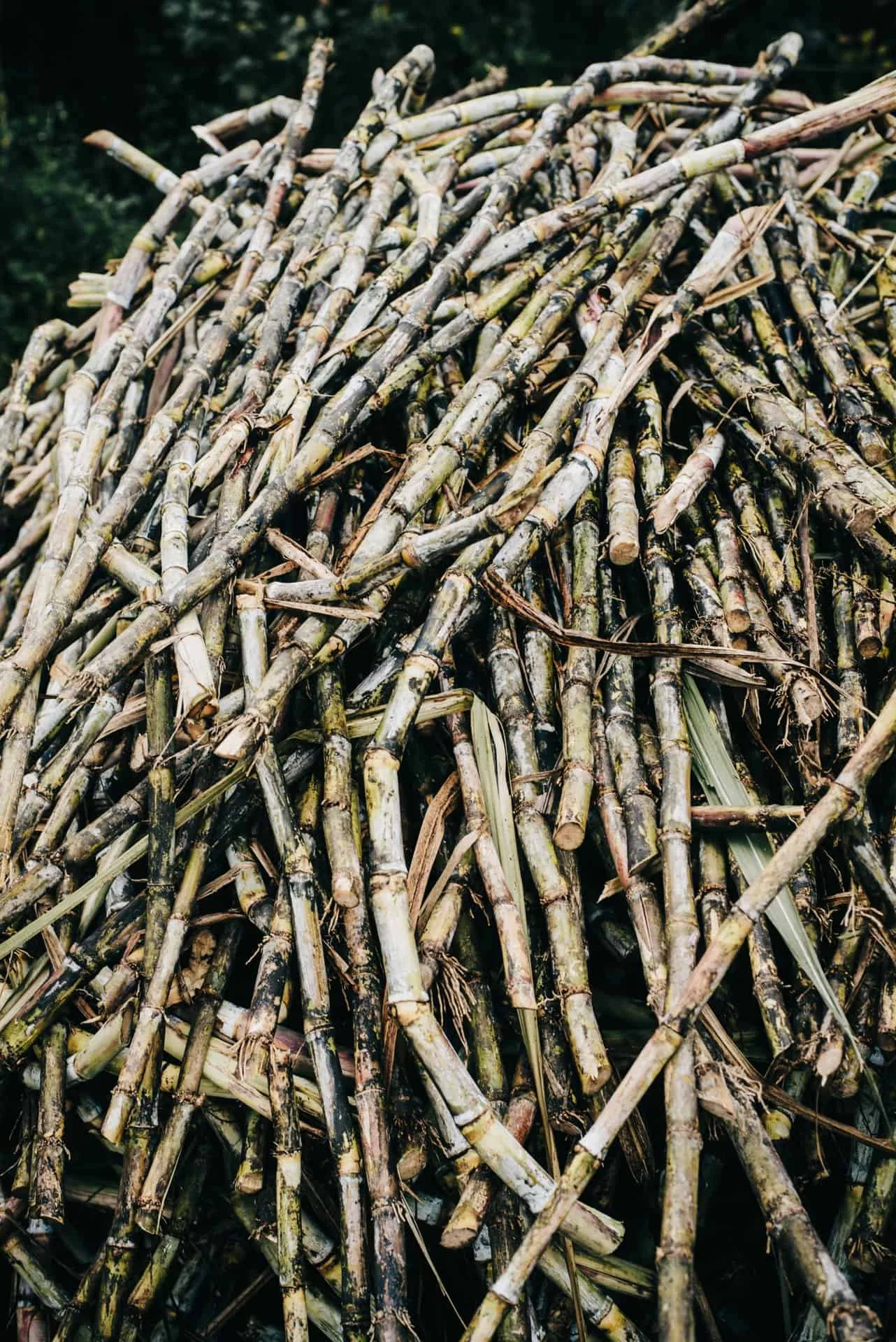 Sugar Cane