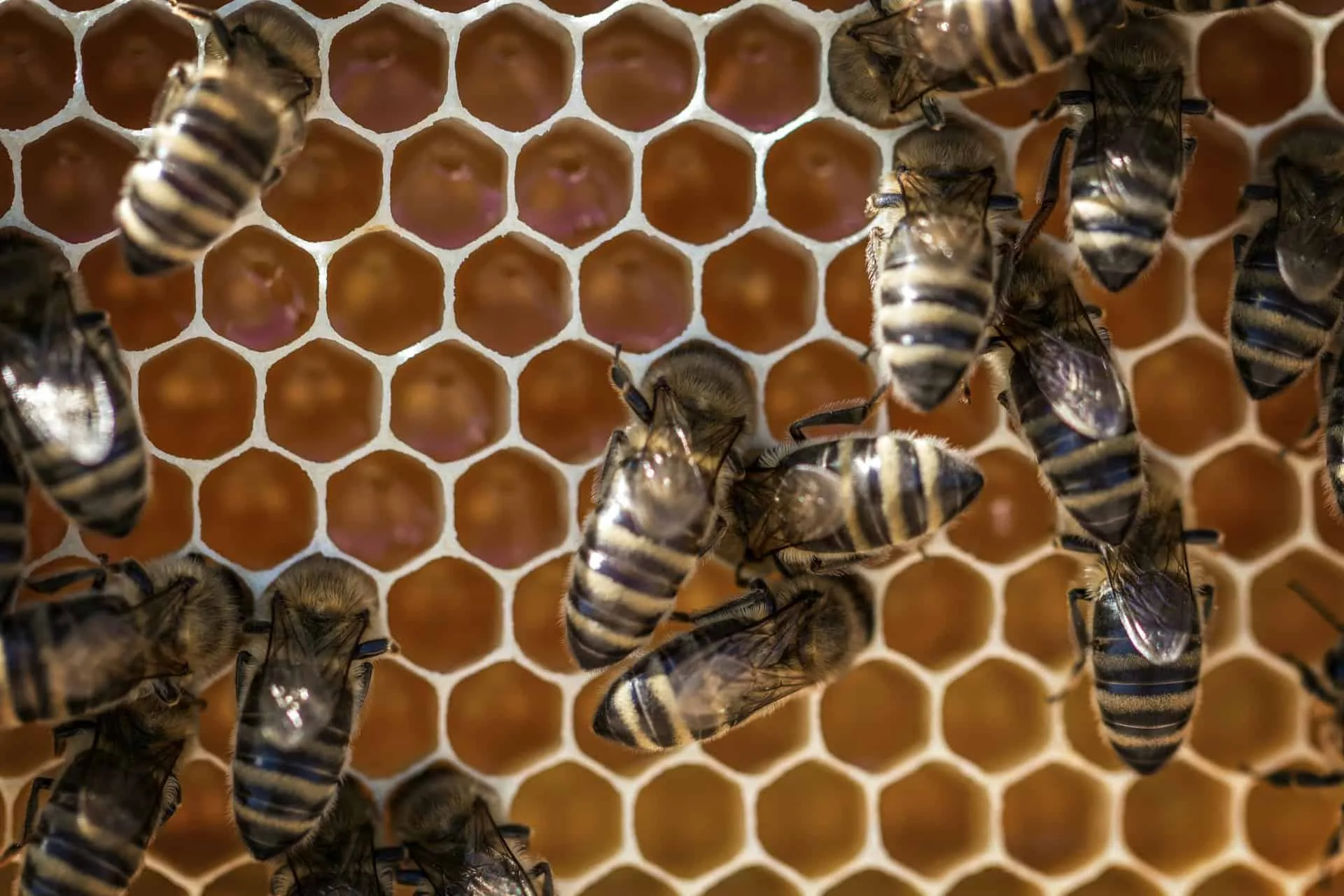 Honeybees working on a honeycomb filled with golden honey