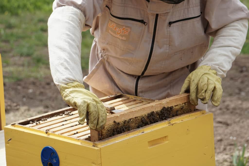 Honey Beekeeping - A Comprehensive Guide