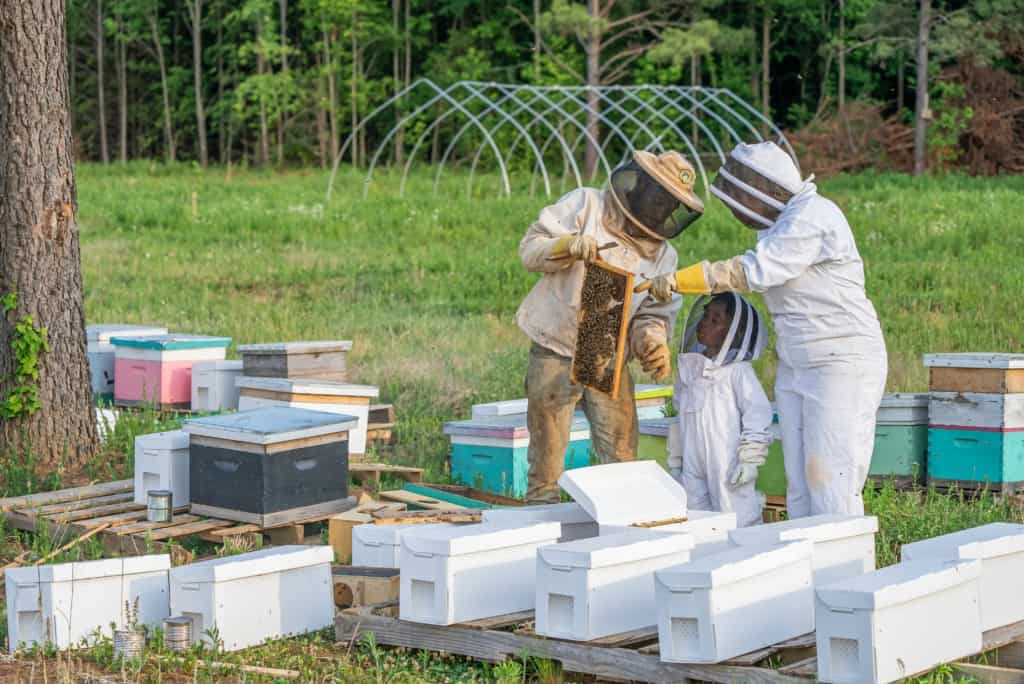 Honey Beekeeping - A Comprehensive Guide