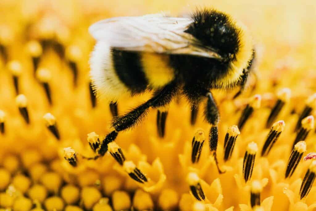 Bumblebee collecting pollen from a yellow flower, showing its fuzzy body adapted for pollination
