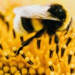 Bumblebee collecting pollen from a yellow flower, showing its fuzzy body adapted for pollination