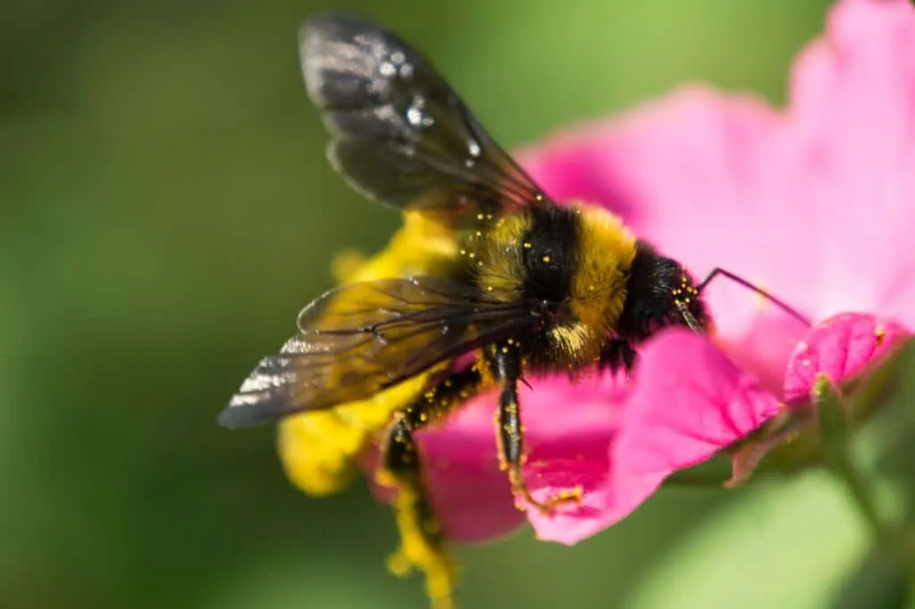 Bumblebee on a flower