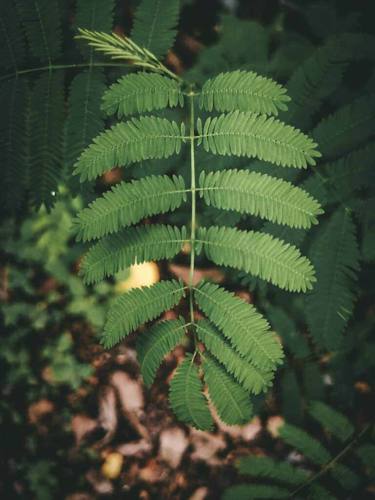 african acacia tree leaves