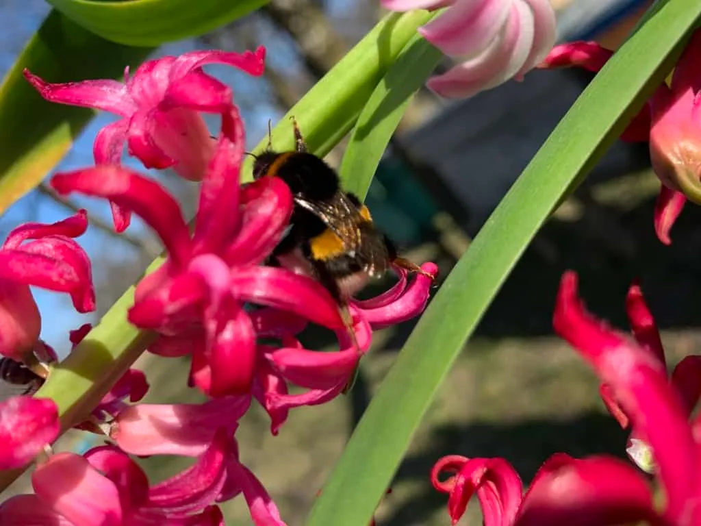 Bumblebee