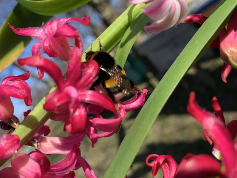 Bumblebee vs Honeybee: Essential Differences You Should Know