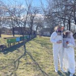 Acacia Honey. Beekeepers in protective suits standing beside colourful hives in a Romanian countryside apiary, representing HoneyBee & Co.’s sustainable beekeeping and authentic honey sourcing.