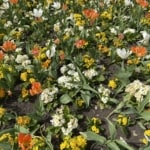 Kew Gardens - HoneyBee & co