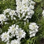 Kew Gardens - HoneyBee & co