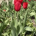 Kew Gardens - HoneyBee & co