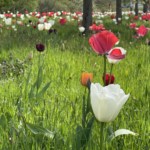 Kew Gardens - HoneyBee & co