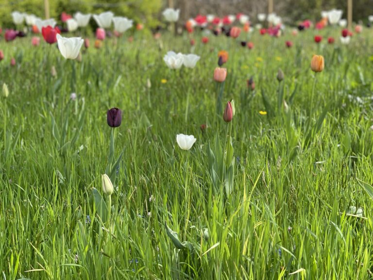 Tulips: A Botanical Tapestry of Color and History