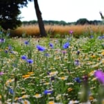 “Wildflower meadow in full bloom with purple and yellow flowers”