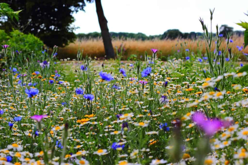 “Wildflower meadow in full bloom with purple and yellow flowers”