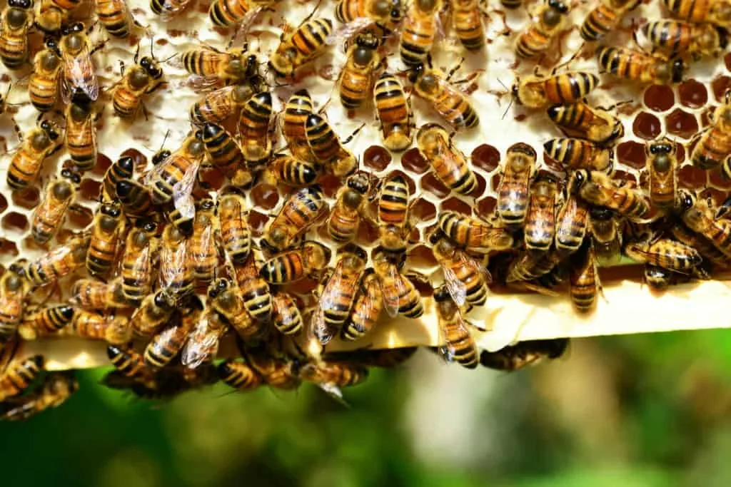 Lemon Blossom Honey Bees