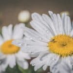 Daisy Flowers