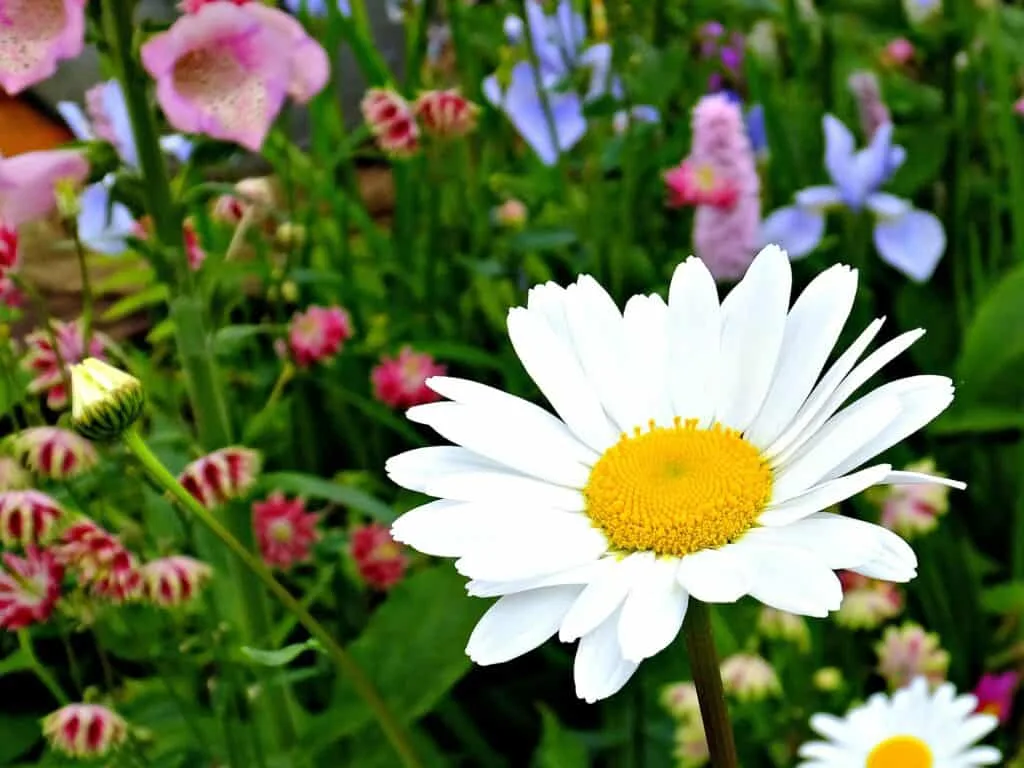 Daisy Flowers