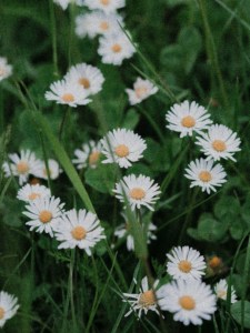 Daisy Flowers