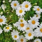 Daisy Flowers