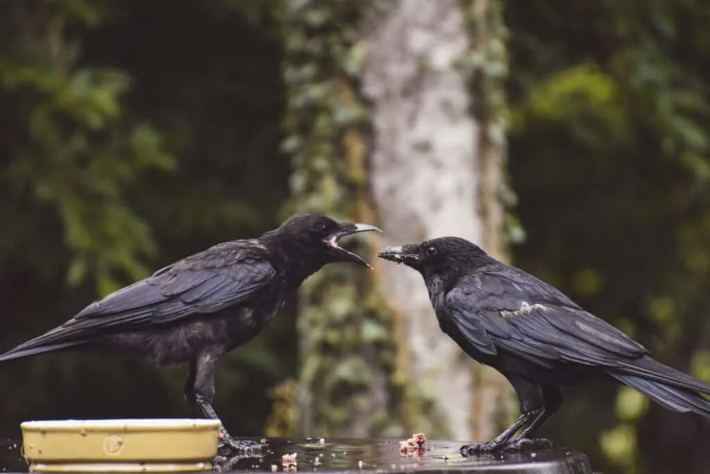 Bees and their natural enemies: Crows