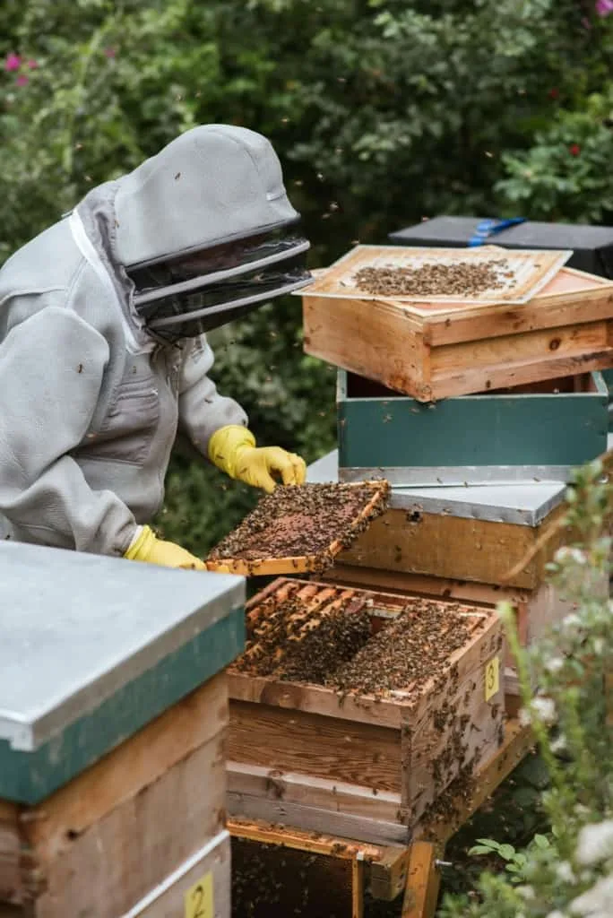 Beekeeping