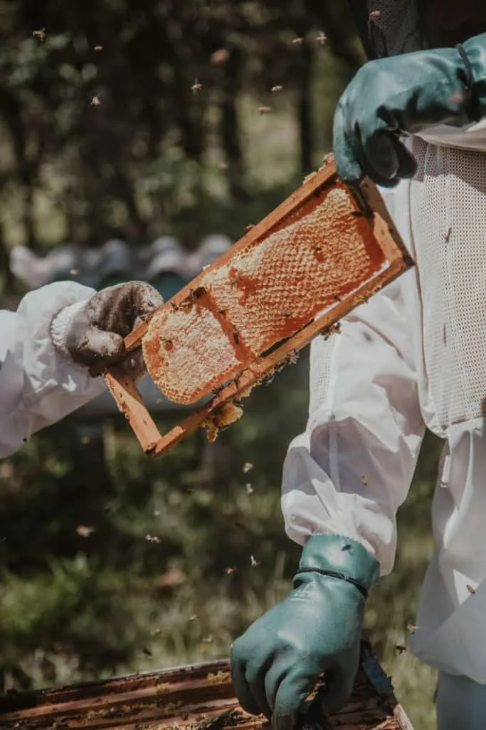 Discover the Potential Honey Side Effects 10 Beekeepers