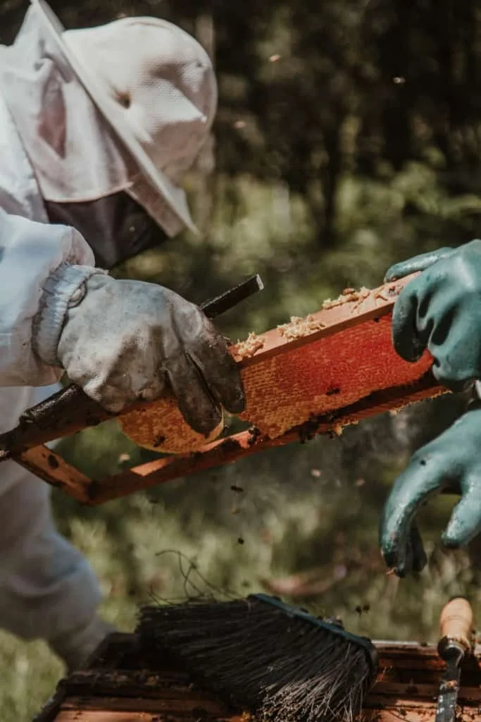 Beekeepers inspecting the hive
