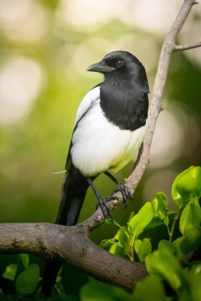 Bees and their natural enemies: Magpies