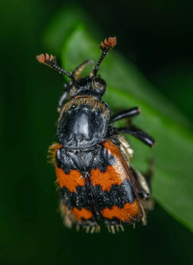 Bees and their natural enemies