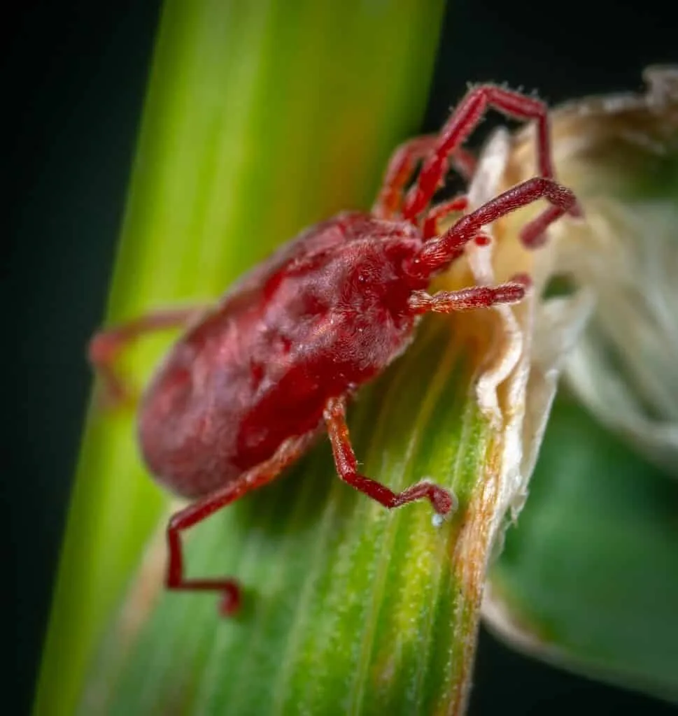 Bees and their natural enemies