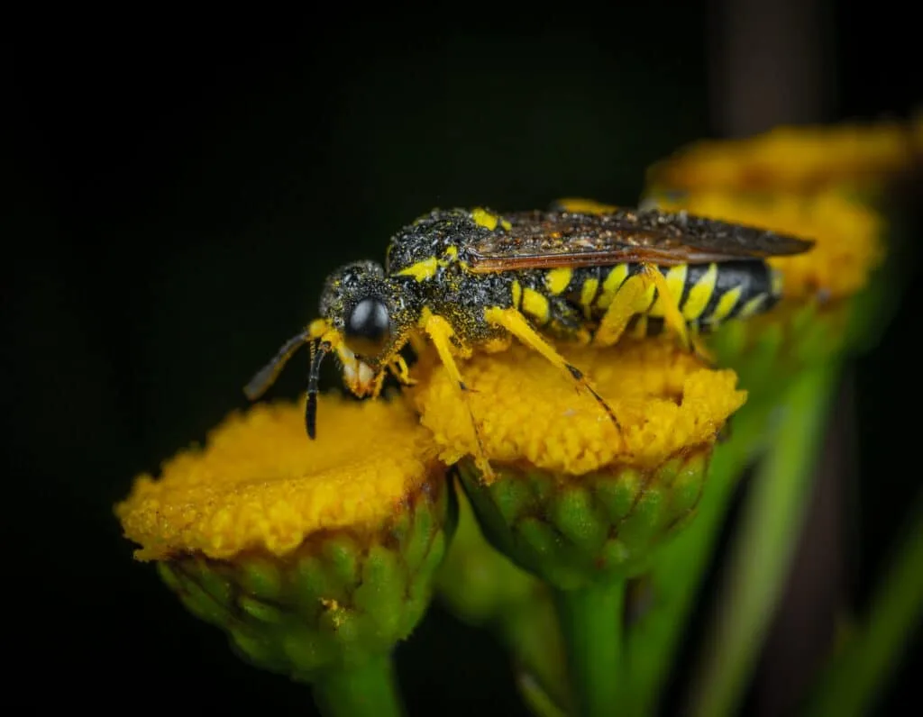 Bees and their natural enemies
