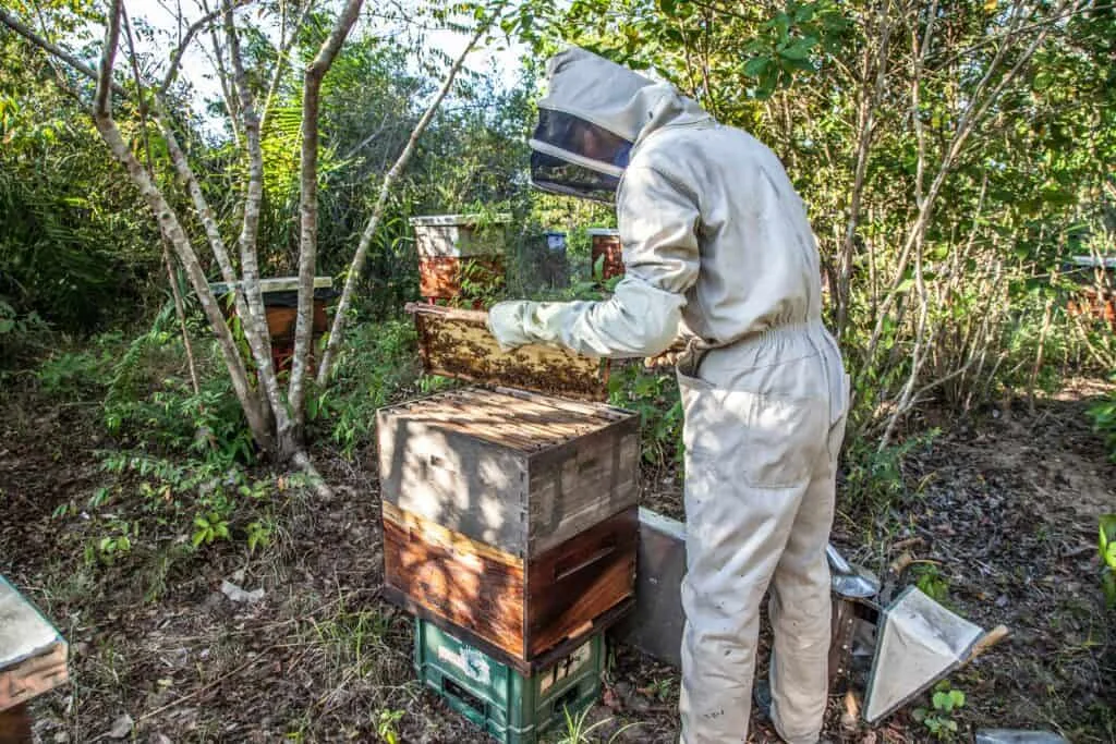 Beekeeper
