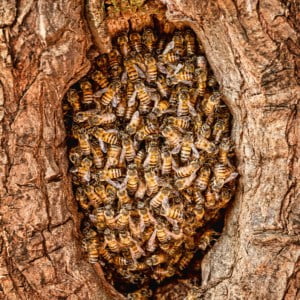Bees Nests