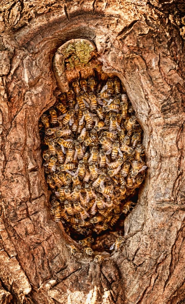 Bees Nests