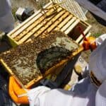 Beekeepers inspecting a honeycomb frame covered with bees in a hive