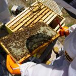 Beekeepers inspecting a honeycomb frame covered with bees in a hive