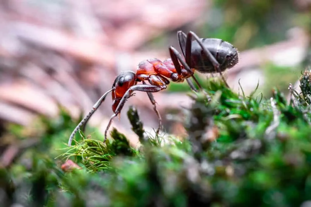 Bees and their natural enemies