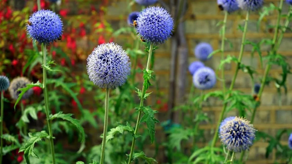Bee on a flower