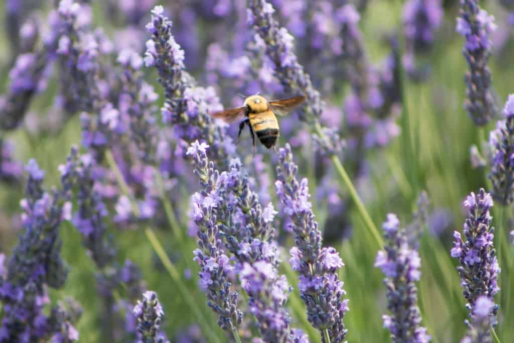 Attracting bees to your garden
