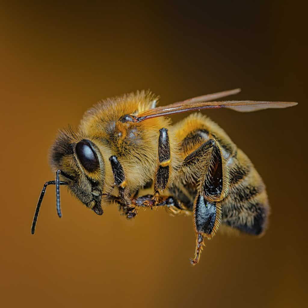 Bumblebee vs honeybee