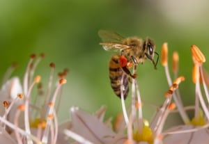 Bee on a flower