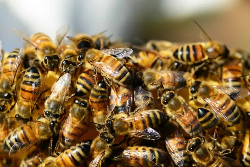 Bees and their natural enemies