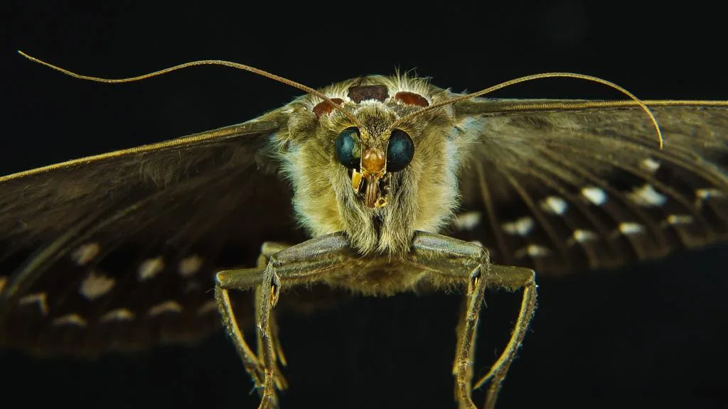 Bees and their natural enemies