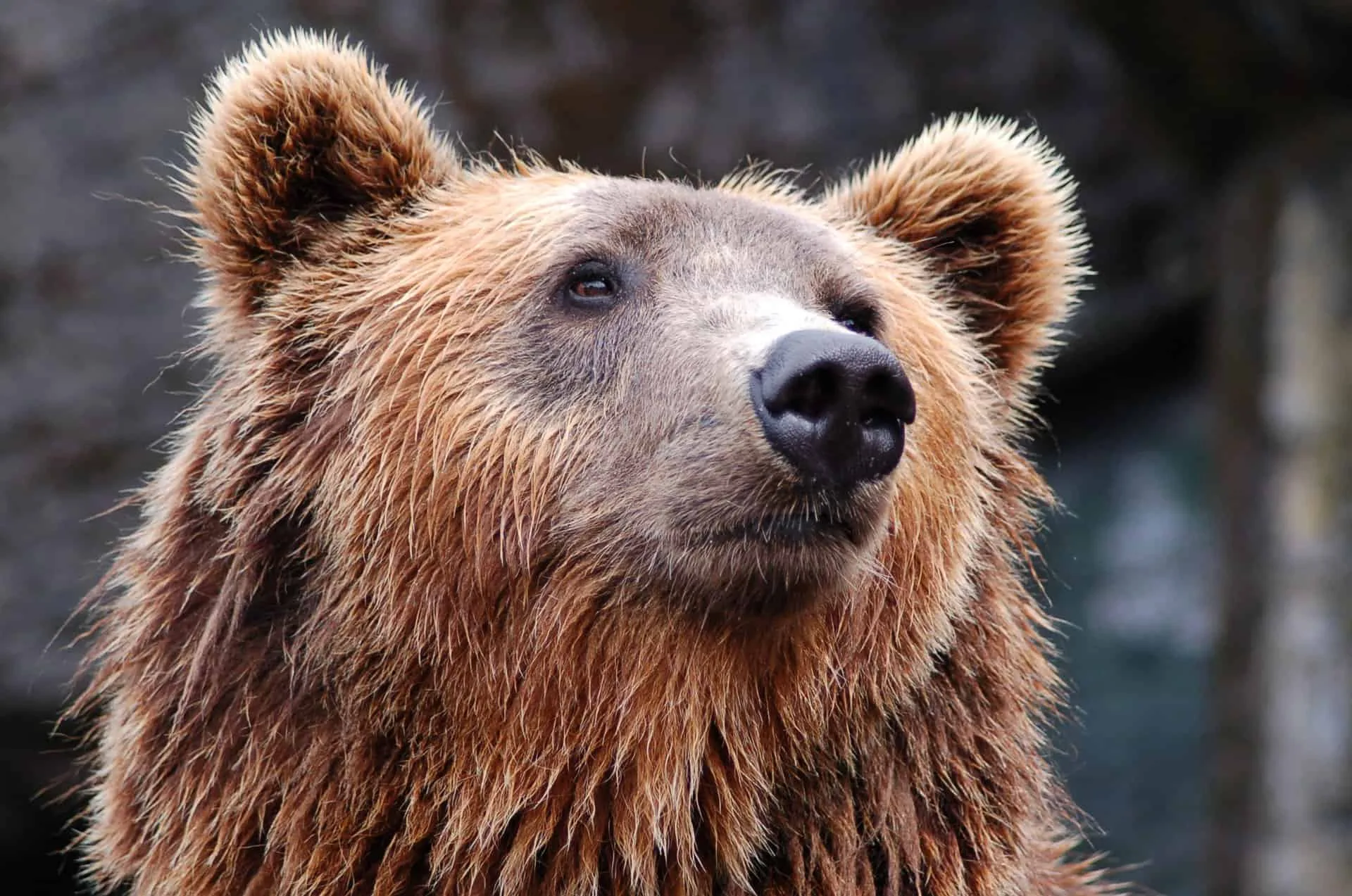 Close-up of a brown bear looking attentively with a natural background.