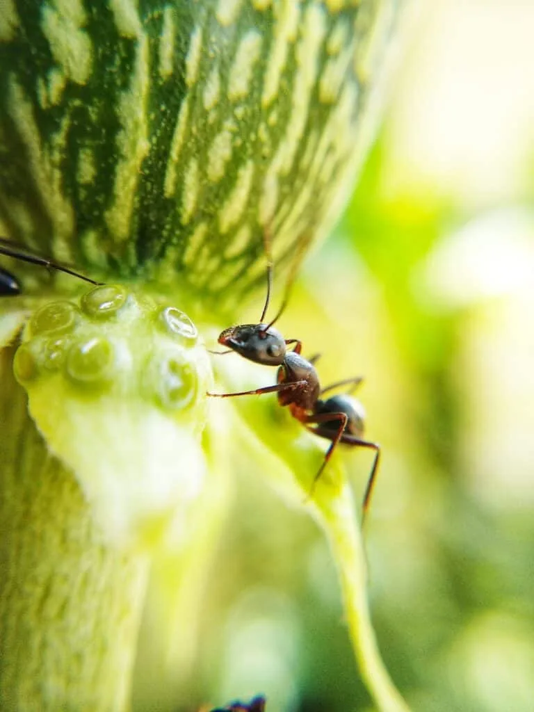 Bees and their natural enemies