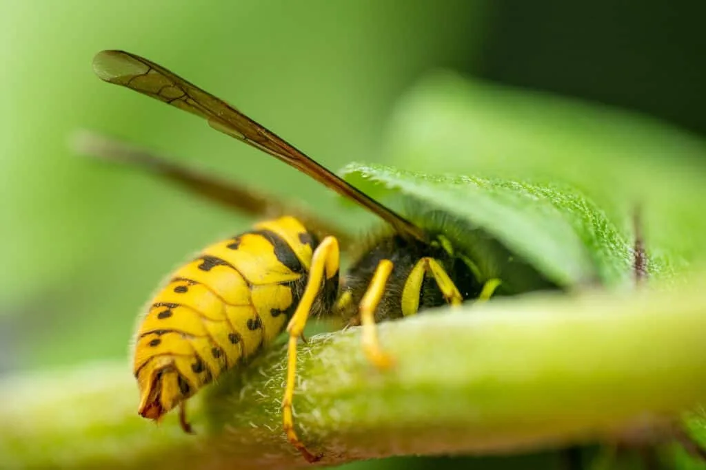 Bees and their natural enemies