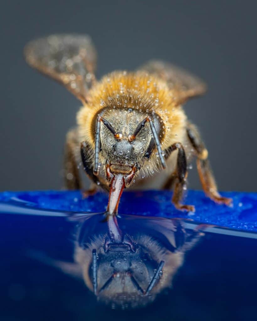 african bee venom